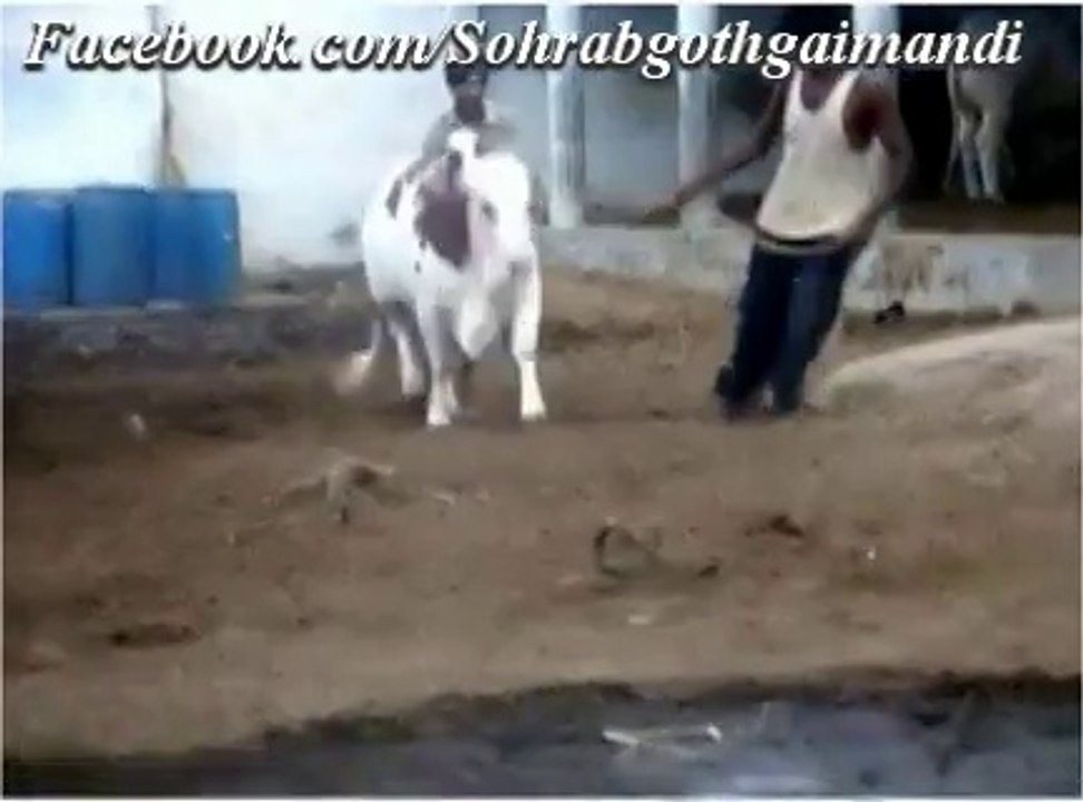 Jamal Cattle Farm Mini