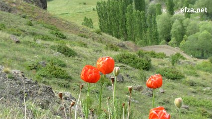 Oltu Tutmaç Köyü Sivri Deresi