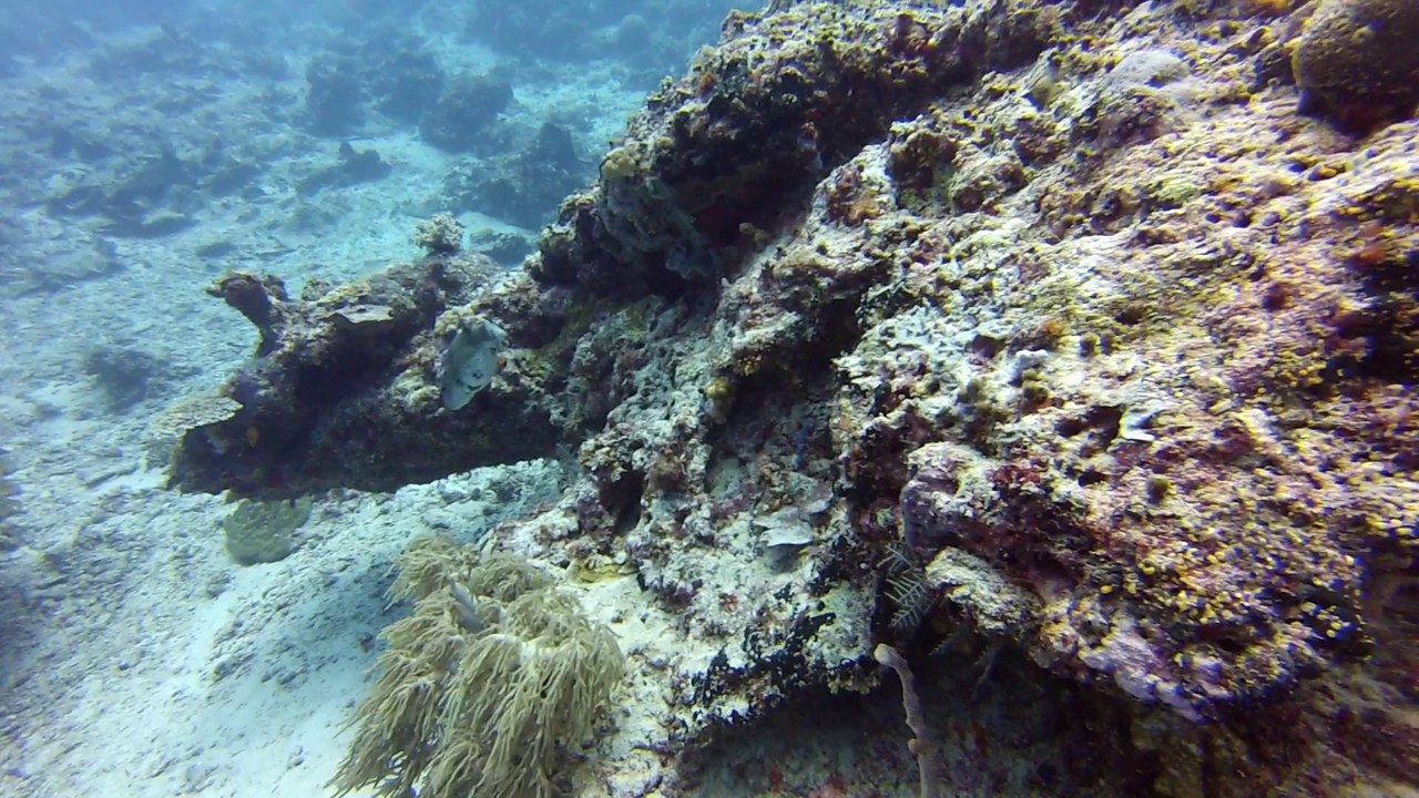 sipadan entre coral et bara N1