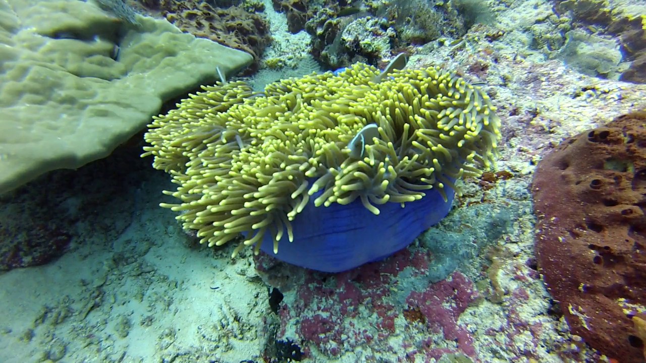 sipadan entre coral et bara N2