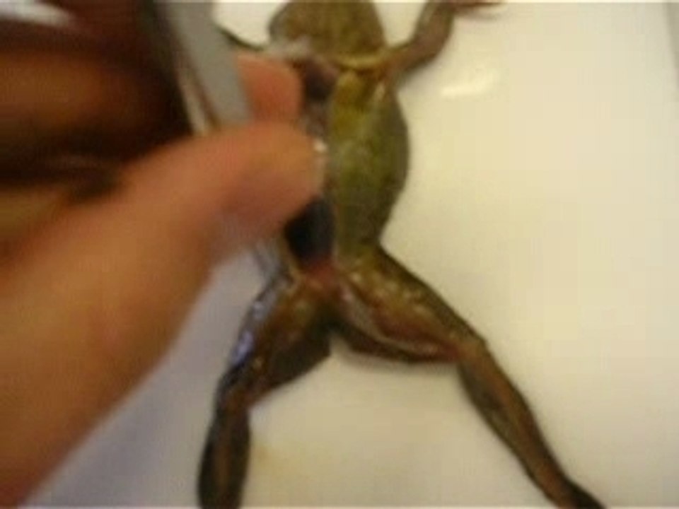 grenouille