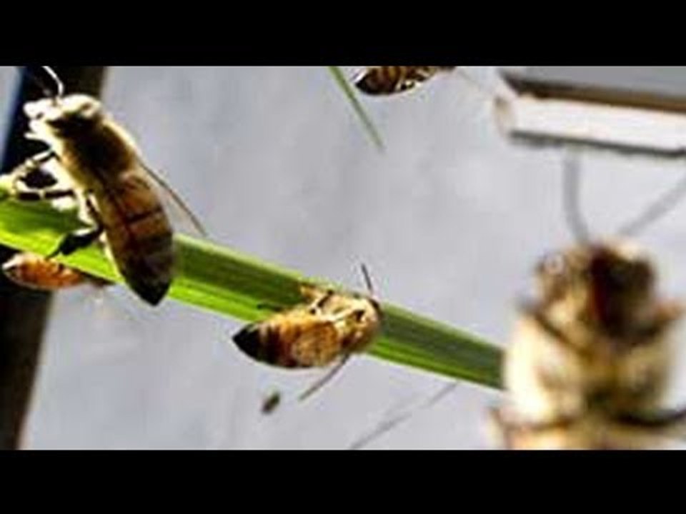 Canadian scientists use bees to deliver pesticides