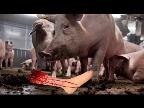 Italian mob boss beaten, fed alive to pigs in revenge murder case