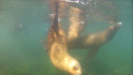 Puerto Madryn - Otaries