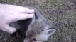Un bébé renard coincé dans une boite de conserve! Adorable...
