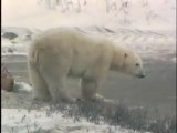 Polar Bear Close Ups, Churchill, Canada