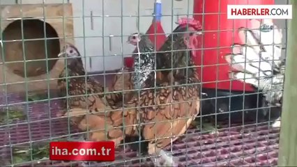 Üç Tavukla Başladı, Hayvanat Bahçesine Dönüştürdü