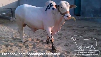 Mian Cattle Farm Desi Bull