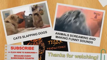 Funny Videos - Best Funny Vines 18+ Compilation April 2014