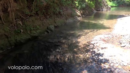 Fishes in Si Phang-nga National Park