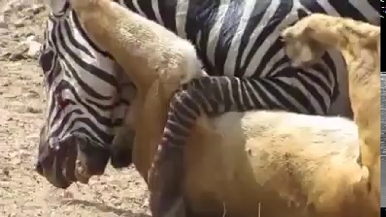 The lioness hunt Zebra, but..........!!