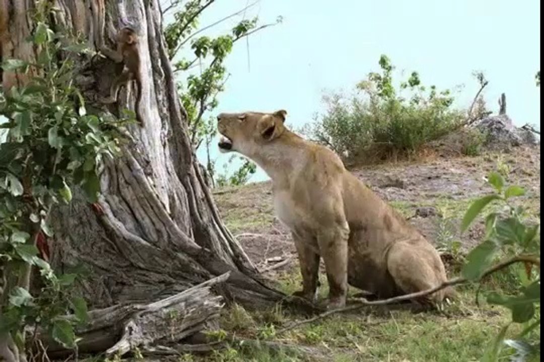 Baby Baboon's Frightening Encounter with Lions Ends with a Heroic Twist