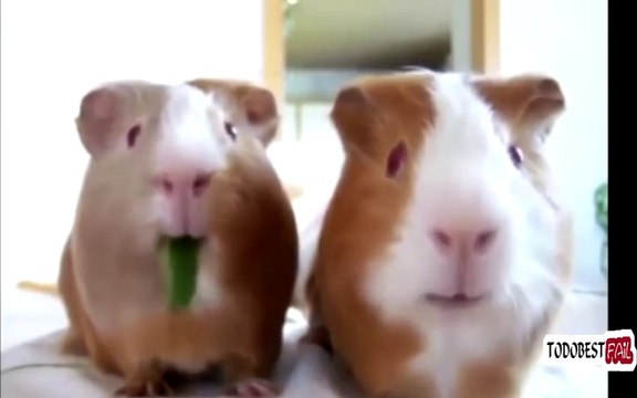 The Ultimate Epic Fail/Win Funny Compilation 2014 || Best Of New Fails/Wins/Pranks Bike Fail, Car Crashes