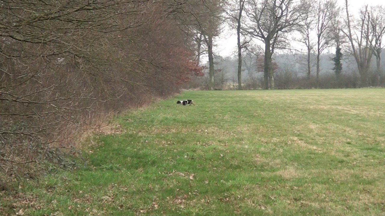 GITANE DIT GIGI DU PUITS LACHAUD