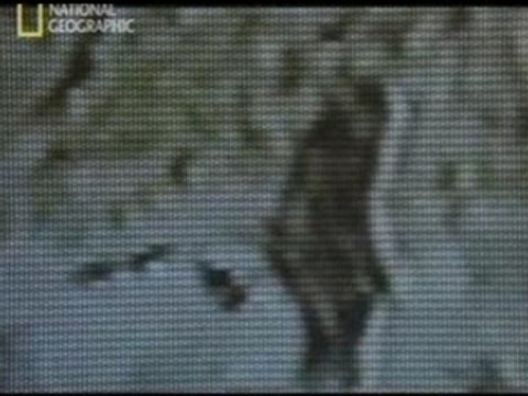 Bigfoot - Yeti - Sasquatch