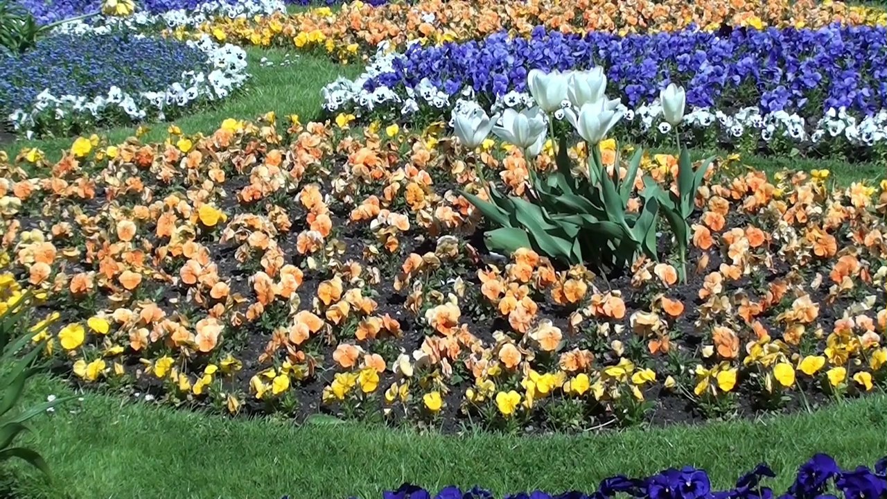 Osterblüten
