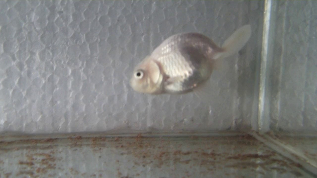 beyaz ranchu