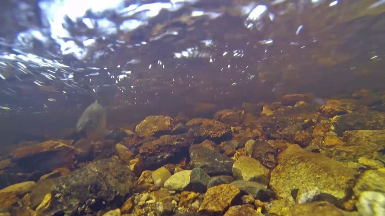 Gaspereau Kiack Spawning Run