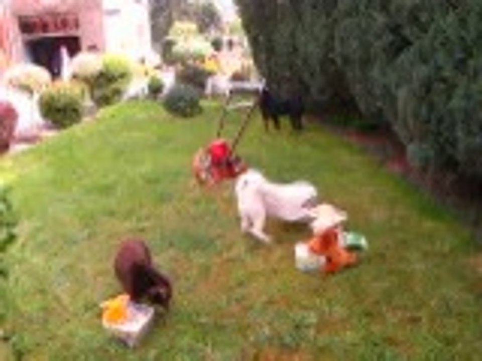 La petite poule de P?ques est pass?e chez nous !!! super chouette !!! merci la poule !!!