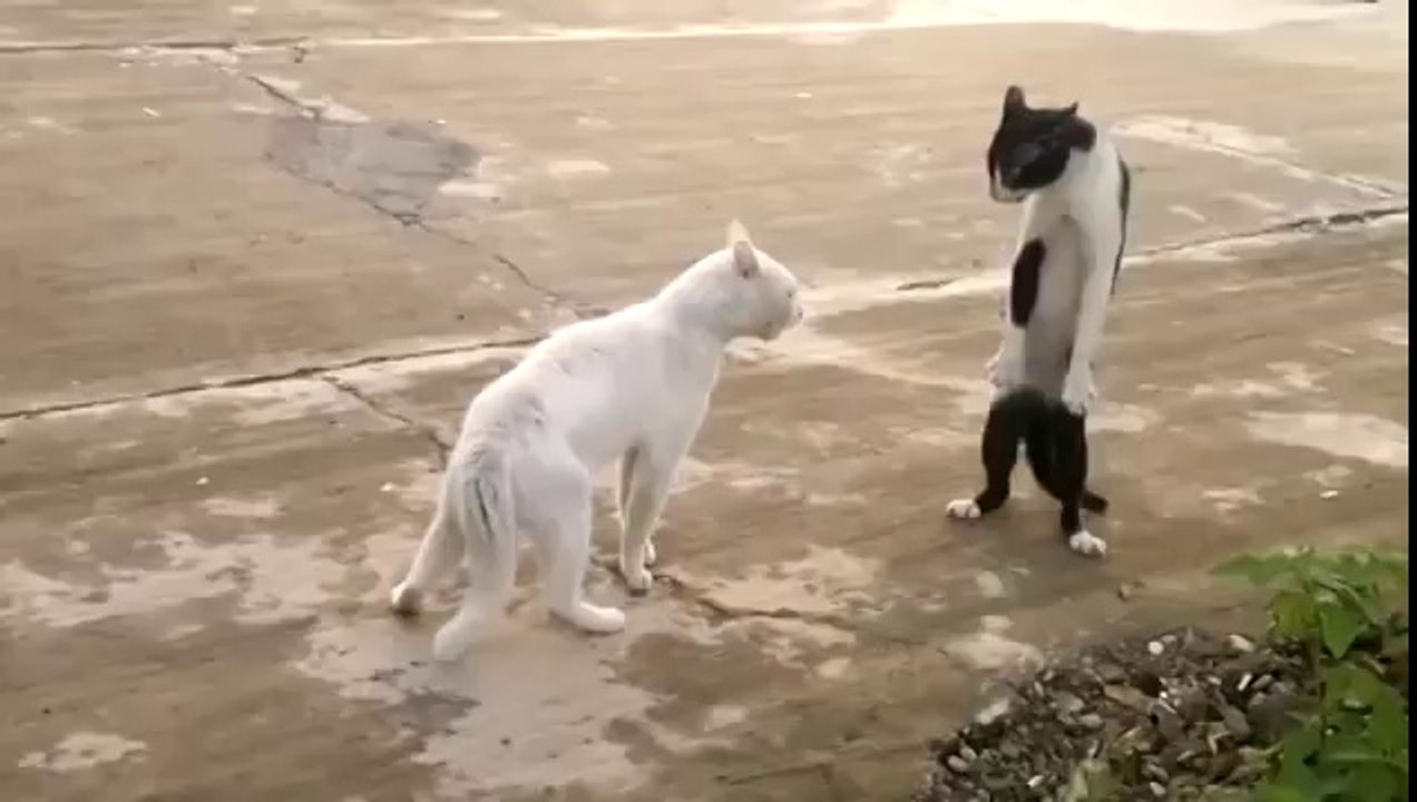 Bruce Lee Cat