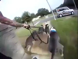 Köpekler ile sokakta kaykay yapan adam