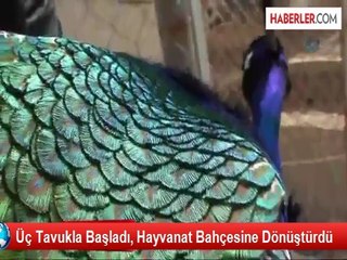 Üç Tavukla Başladı, Hayvanat Bahçesine Dönüştürdü