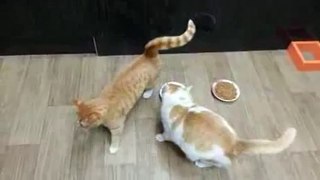 Selfish Cat don't want share food