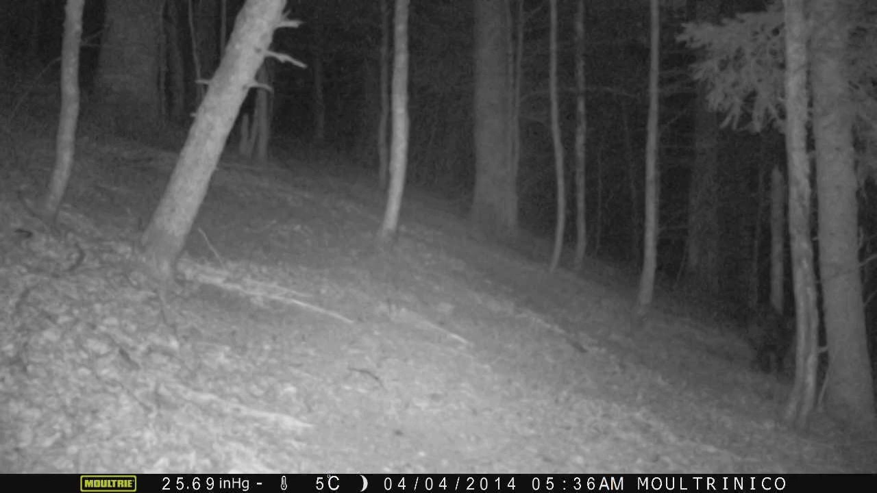 Sanglier (nuit, heure d'hiver)