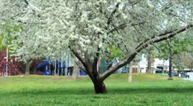 Boston Spring Day - Howard Davidson Arlington MA