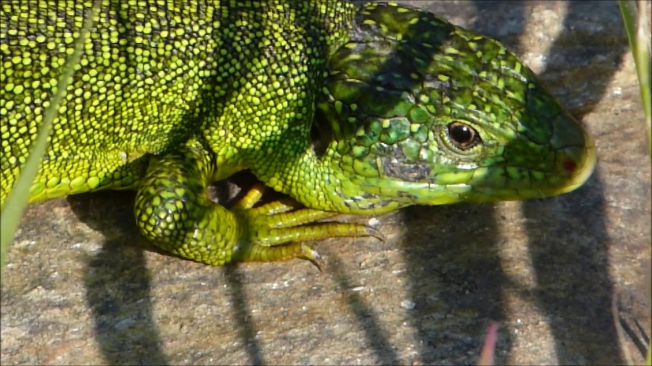 Y-a pas de lézard!