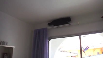 Mission Impossible cat