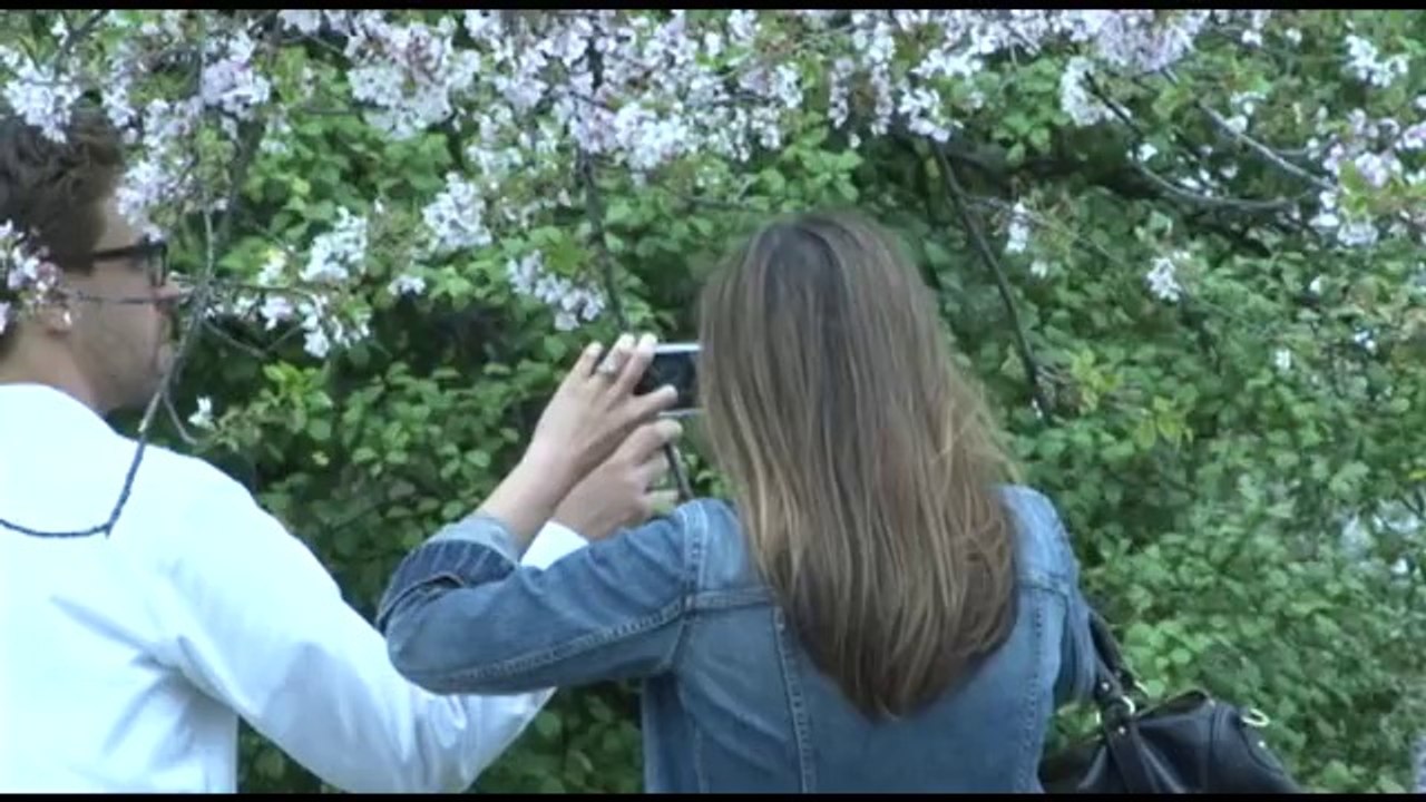 Howard Davidson Arlington -- Cherry Blossoms