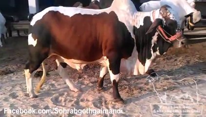 Mian Cattle Farm Cholistani Cross Bull