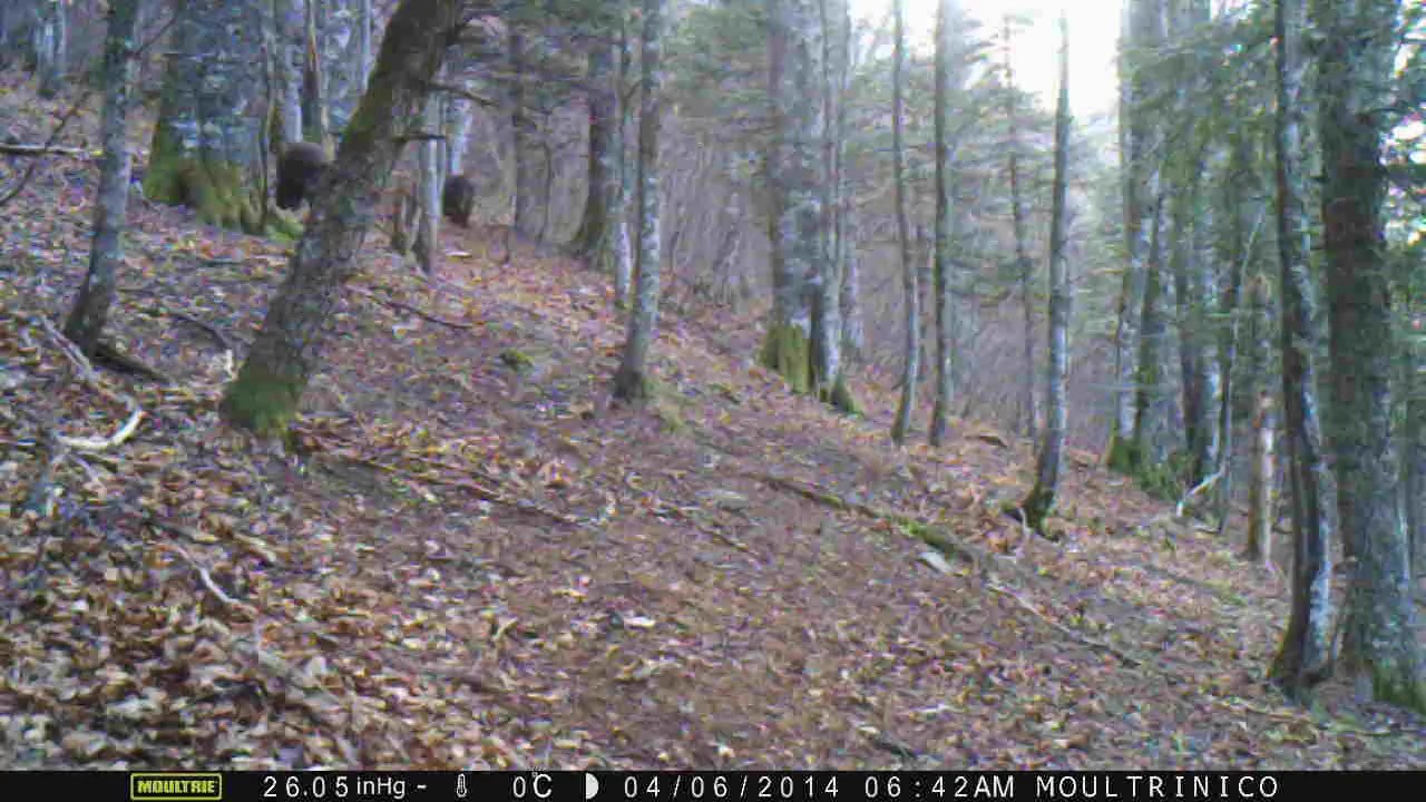 3 sangliers (matin, heure d'hiver)