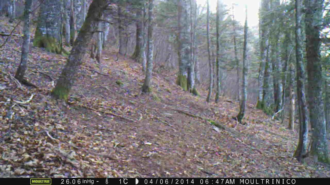 4 sangliers en fuite (matin, heure d'hiver)