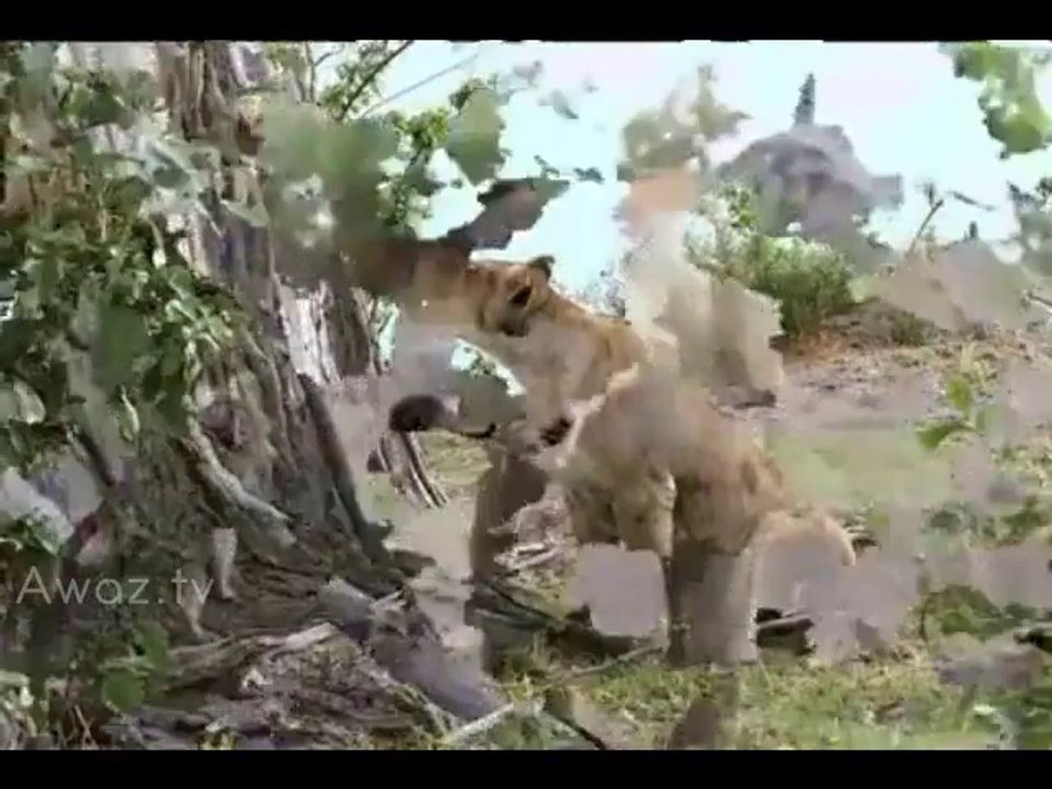 Baby Baboon's Frightening Encounter with Lions Ends with a Heroic Twist