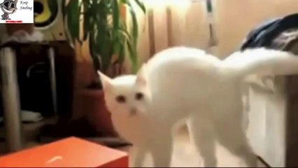 CATS Epic Funny Compilation (Best of 2013 - 2014)