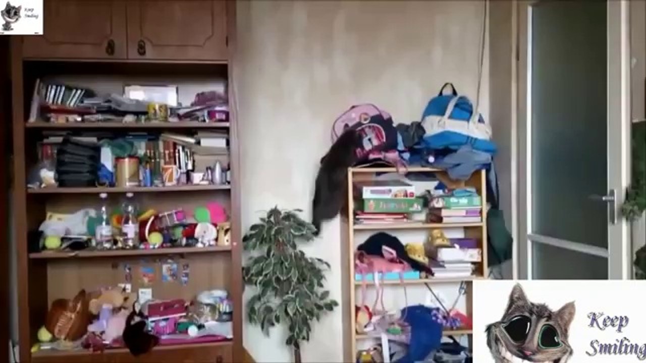 CATS Epic Funny Compilation (September 2013)
