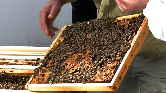 Le Soir s'engage pour la sauvegarde des abeilles