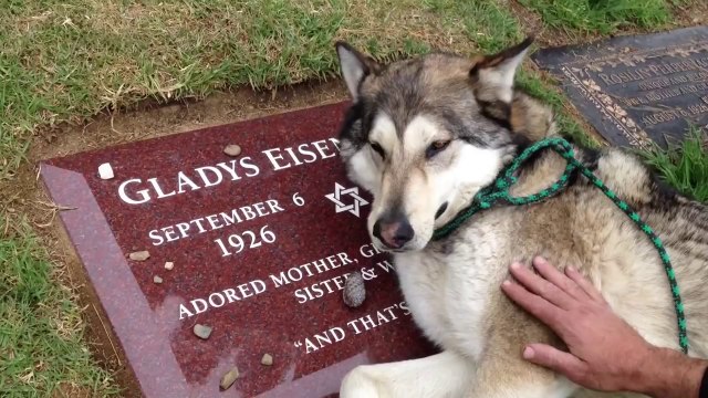 Sahibinin Mezarının Başında Ağlayan Köpek