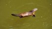 Duck-Billed Platypuses Get More REM Sleep Than Any Other Animal