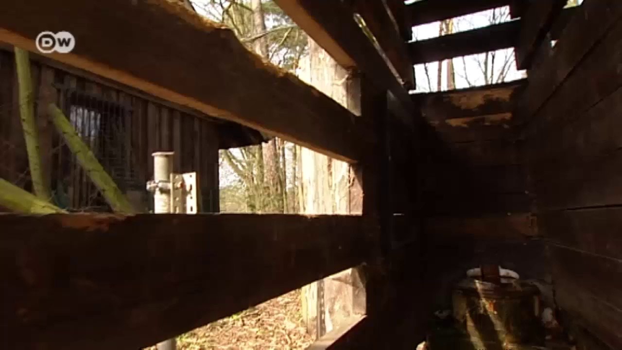 Deutschland: Das Überleben der Wildpferde | Global 3000