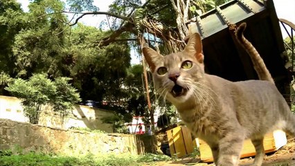 Le Peuple Miniature - Hidden Kingdoms, Under Open Skies (France 2 -20:04:14) Partie 1