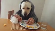 Special Way Of Eating Food By Dog | Funny Food Eating
