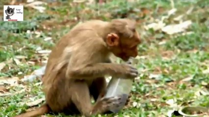 Funny _ Clever Monkeys Compilation 2014