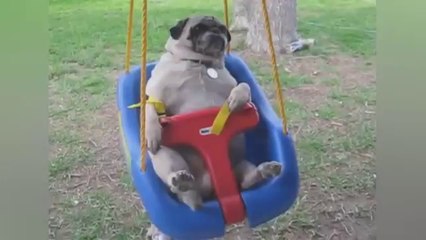 Funny Dogs - Cute and Funny Dog Fail Compilation 2014