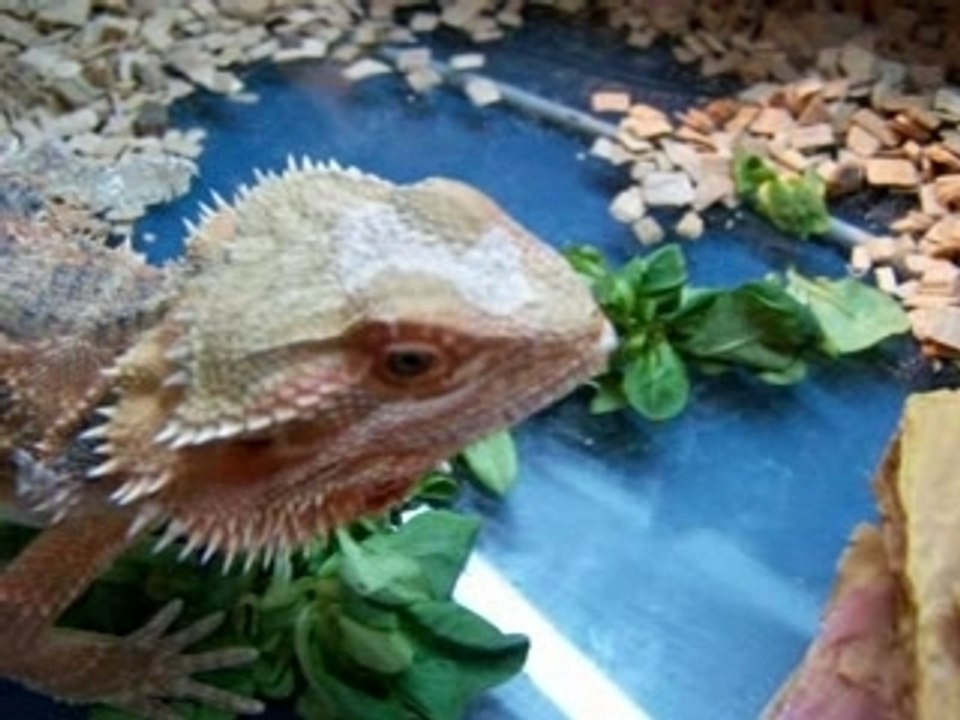 Enième Renfort en calcium