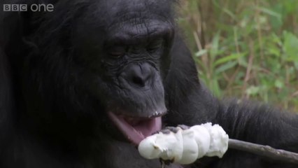 Un singe allume un feu et grille des marshmallow!