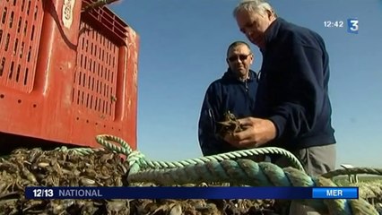 Charente-Maritime : des producteurs de moules ont perdu jusqu'à 100% de leur production