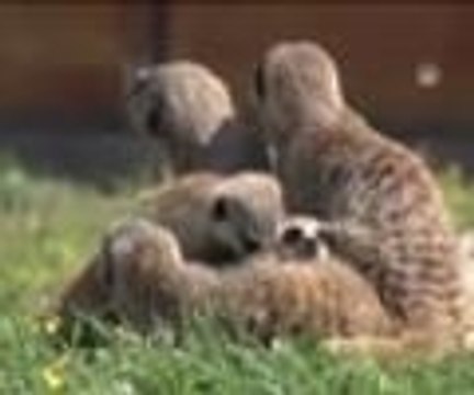 Doğal Yaşam Parkı'nın yeni konukları: yavru lemurler ve mirketler